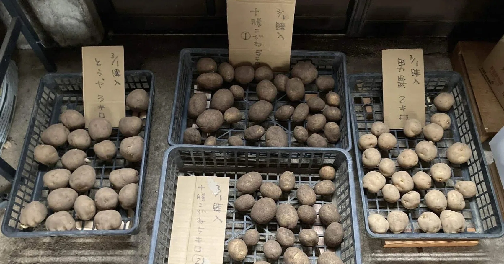じゃがいもの植え付け～新規就農への記録その69」｜はたけのいす