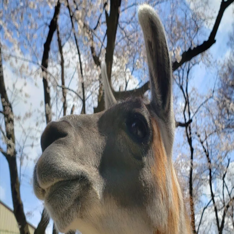 お久しぶりのあきちゃんです！｜宇都宮動物園【公式】