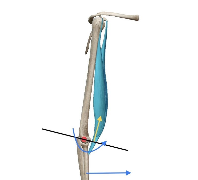 上腕二頭筋 の解剖学と効率的なトレーニング方法 パーソナルトレーナーshaw Note