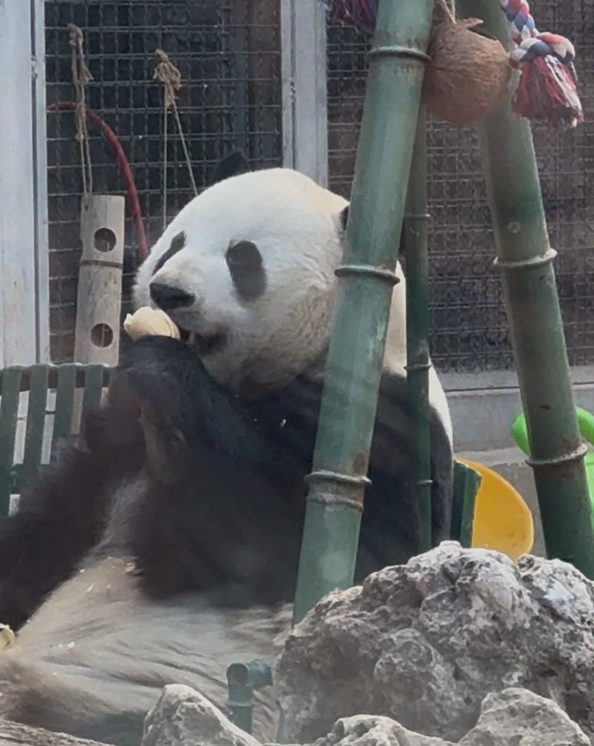 1mぐらい 北京 パンダの敷物 中国 昭和 パンダ ラグ 姿 敷物 【公式通販】