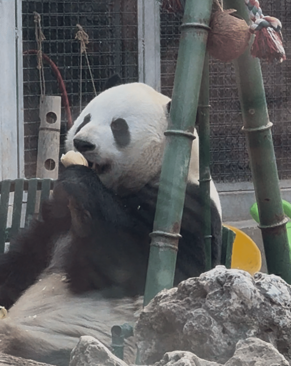 1mぐらい 北京 パンダの敷物 中国 昭和 中古 パンダ ラグ 姿 敷物 昔