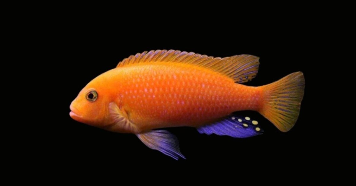 Tetra - アフリカン シクリッド (上) 西アフリカ産　(下) 東アフリカ産　熱帯魚 a3-271120-6_1.jpg