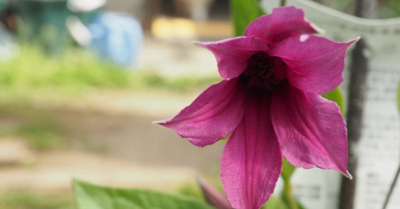 再入荷アイテム Anthurium carlablackiaeという魅力的な品種について｜Keita その他観葉植物