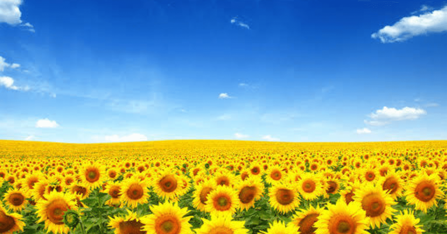 向日葵ののか🌻(むちむちエステ(ﾉ)*´꒳`*(ヾ))｜note