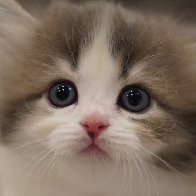 tyu.pe_fuwaneko🐈愛猫と暮らし