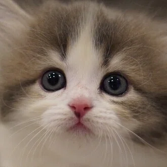 tyu.pe_fuwaneko🐈愛猫と暮らし