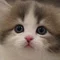 tyu.pe_fuwaneko🐈愛猫と暮らし