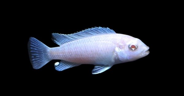 AQUACRYPT｜熱帯魚図鑑＆飼育ガイド - 改良品種｜アクアモノグラフ情報