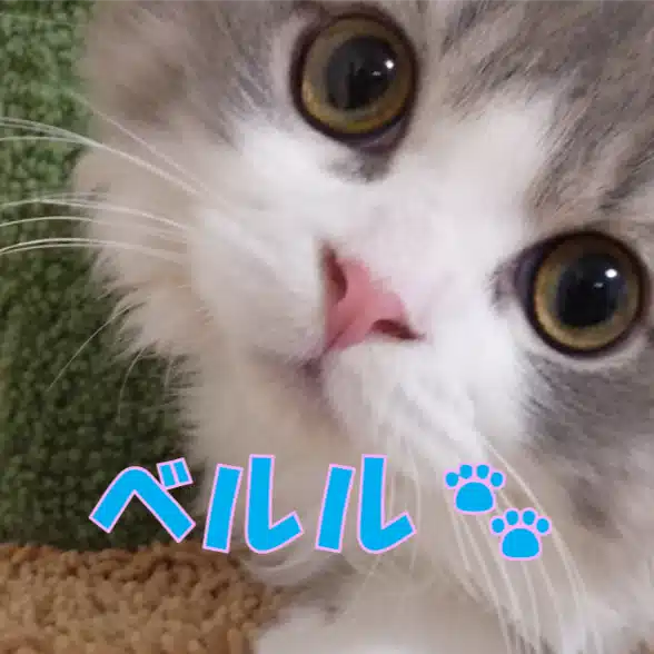 ベルル🐾50代の楽しみ方🎵心が豊かになるゆるポジ知恵袋💰