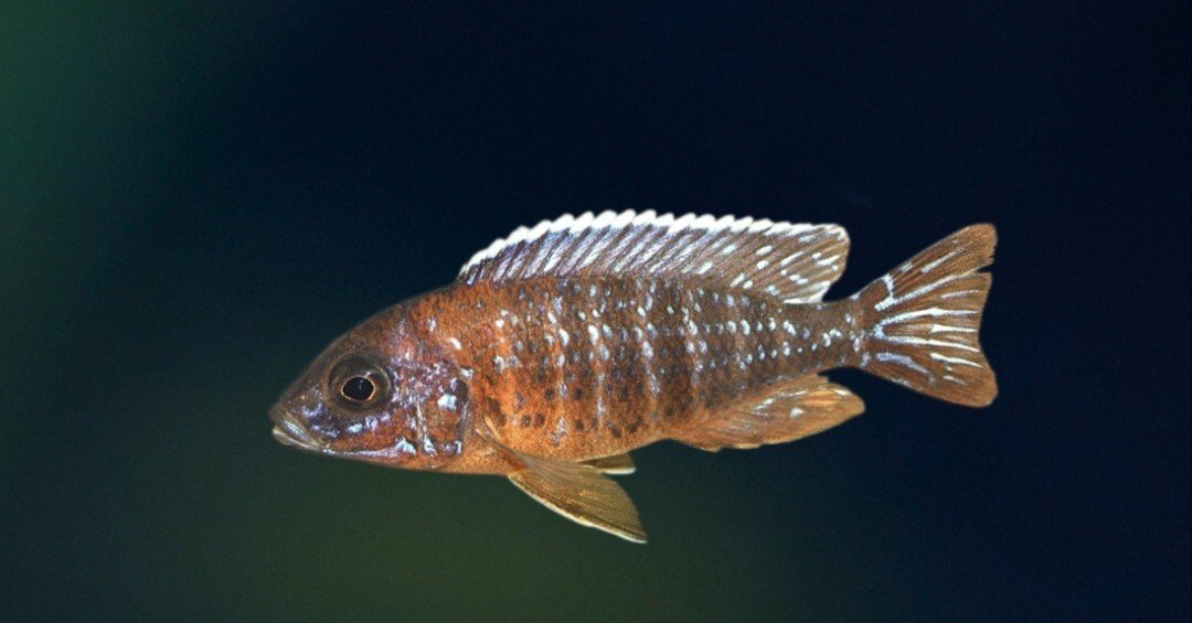 アウロノカラ・ヤコブフレイベルギィ｜熱帯魚・アフリカンシクリッドの