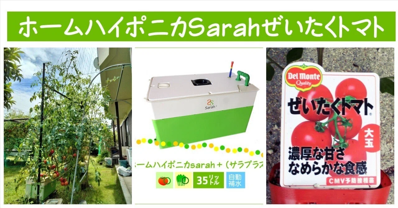 ?とまとん母さん栽培例】ぜいたくトマト135個・ホームハイポニカSarah 
