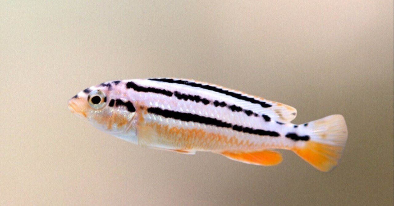 アフリカンシクリッド WILDトロフェウス イエロー6〜7㎝