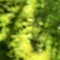 lichen