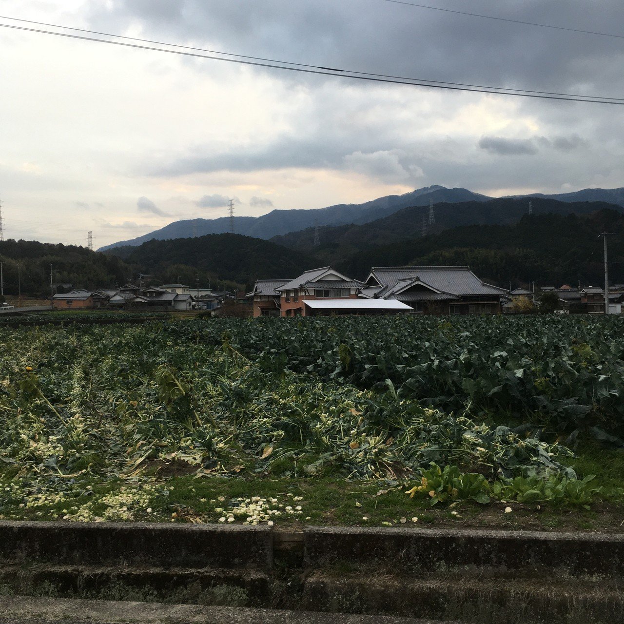 暖冬です 徳島は ひまわり畑の後のブロッコリーは 悲しい運命 あけちゃん Note 暖冬です 徳島は ひまわり畑の後のブロッコリーは 悲しい運命 あけちゃん Note