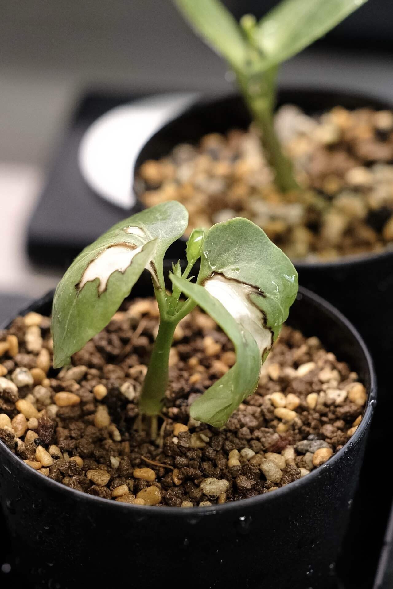 キフォステンマモンタグナッキー X262【最新到着】Cyphostemma