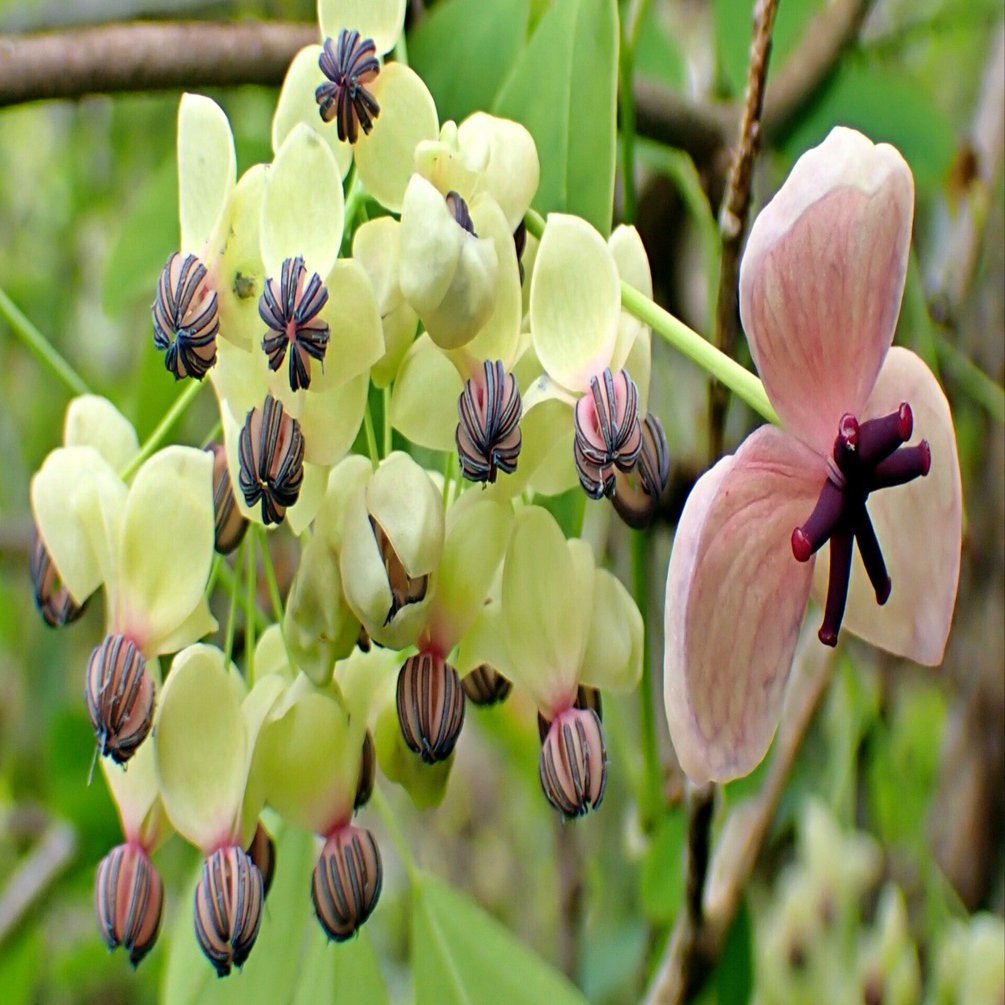 アケビ｜夜泣石