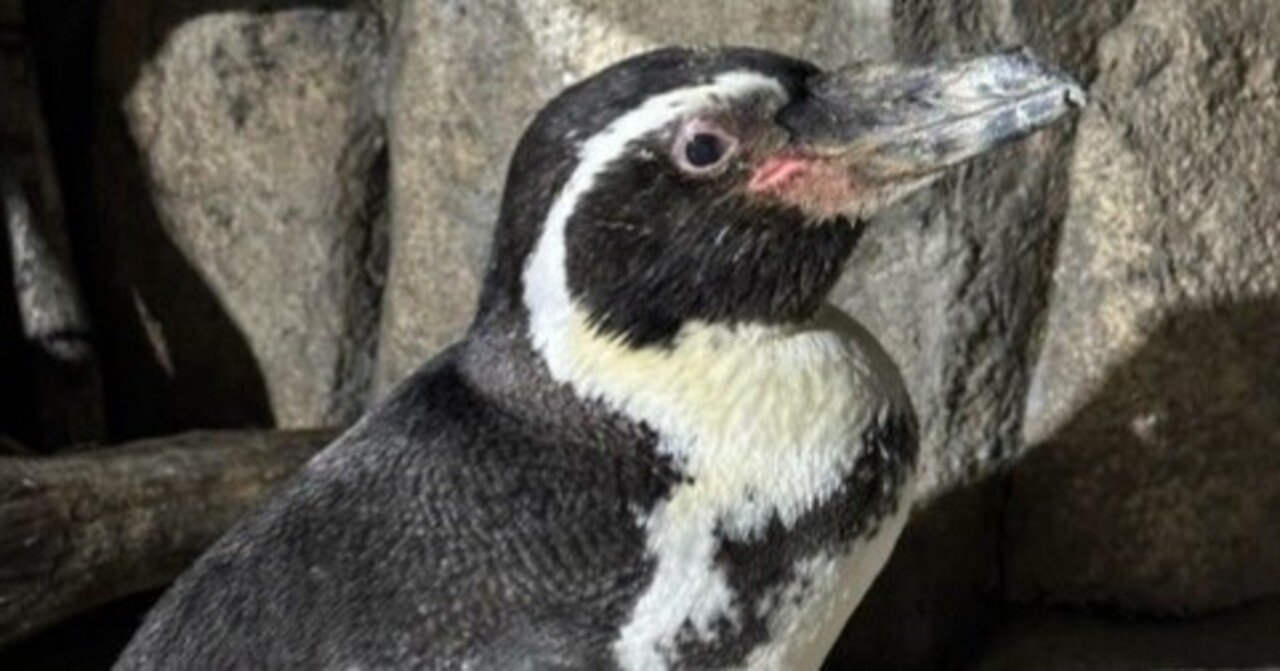 フンボルトペンギンキャサリンについてのお知らせ｜仙台うみの杜水族館