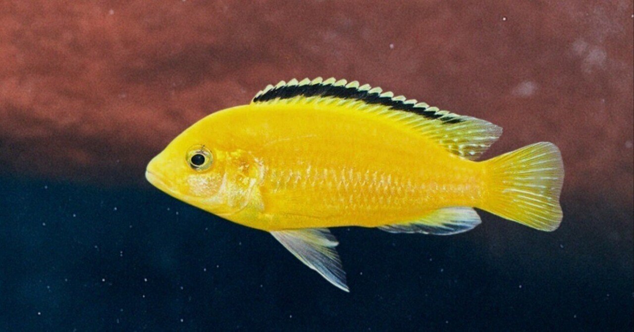 カエルレウス｜熱帯魚・アフリカンシクリッドの仲間｜初心者向け