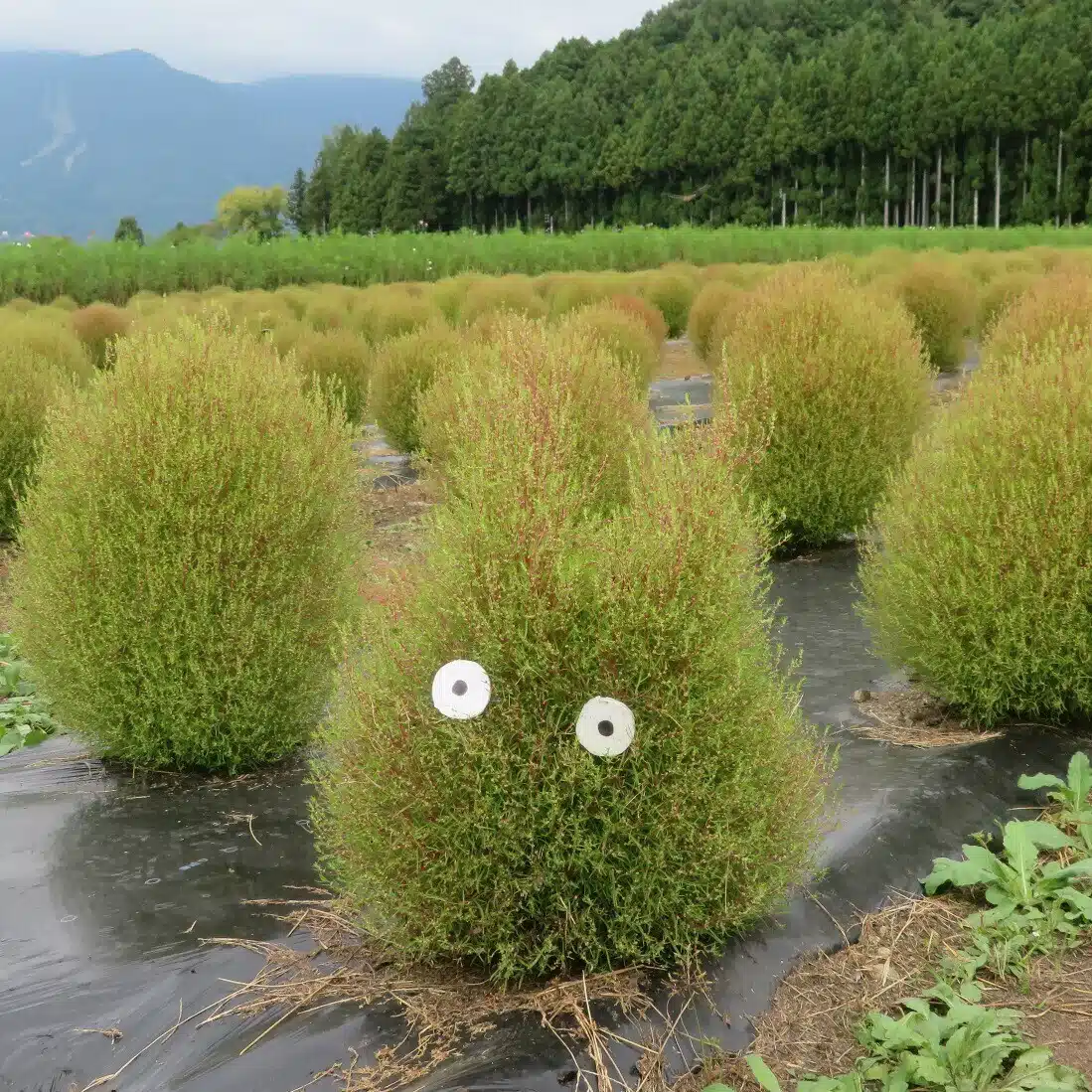 ほび