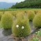 ほび