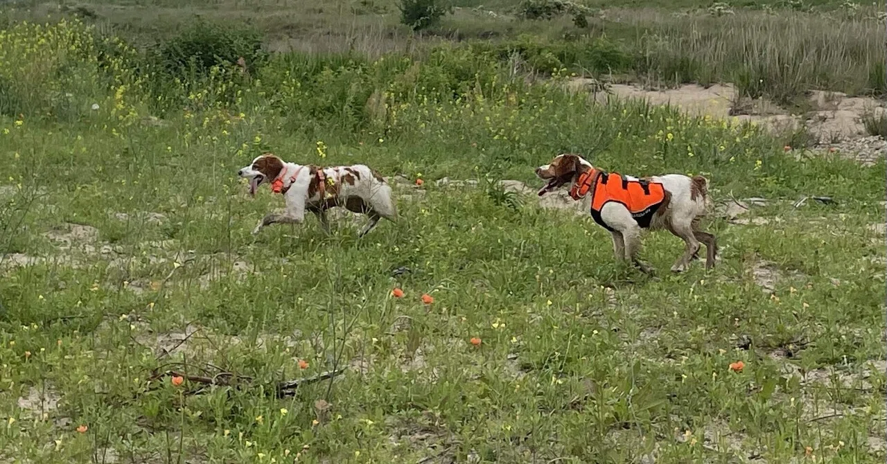 5 Tips for Successfully Raising a Hunting Dog Puppy｜takashi