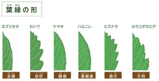 バーバリズム