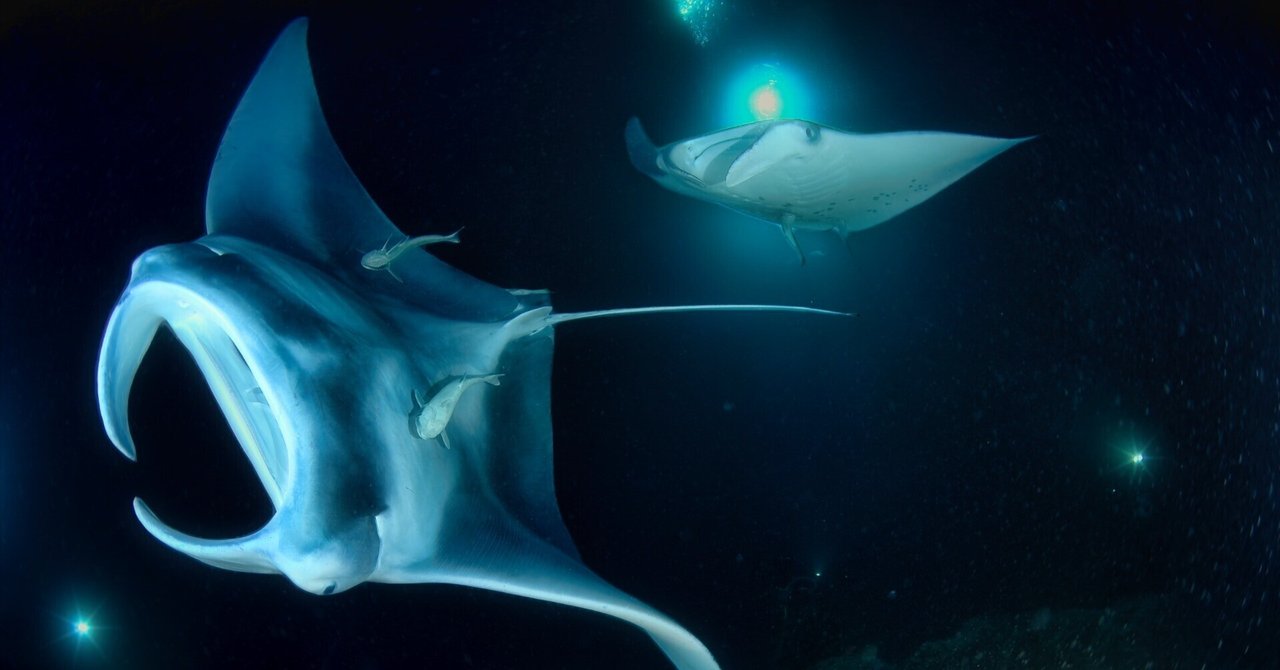 ☆Mantaさま専用 【公式通販】