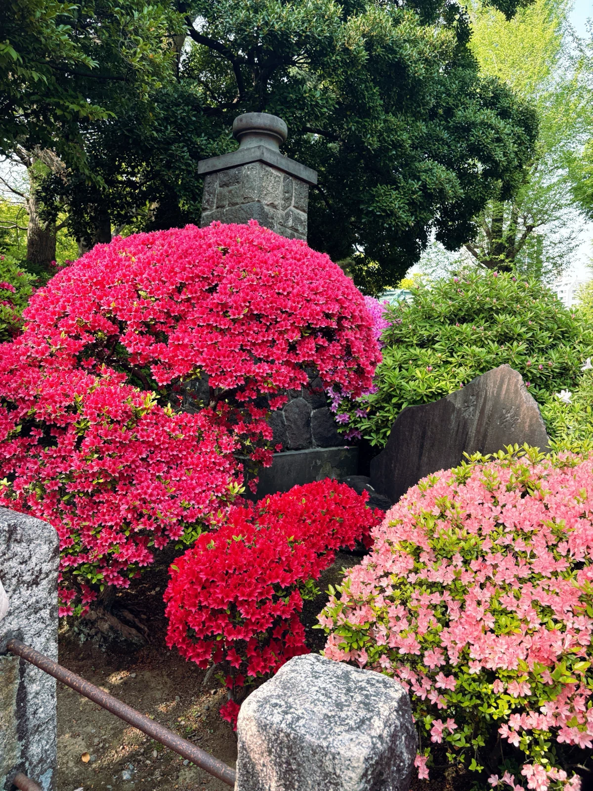 つつじの木 花台 季節の花さんぽ『根津神社つつじまつり』｜ちょっちょ