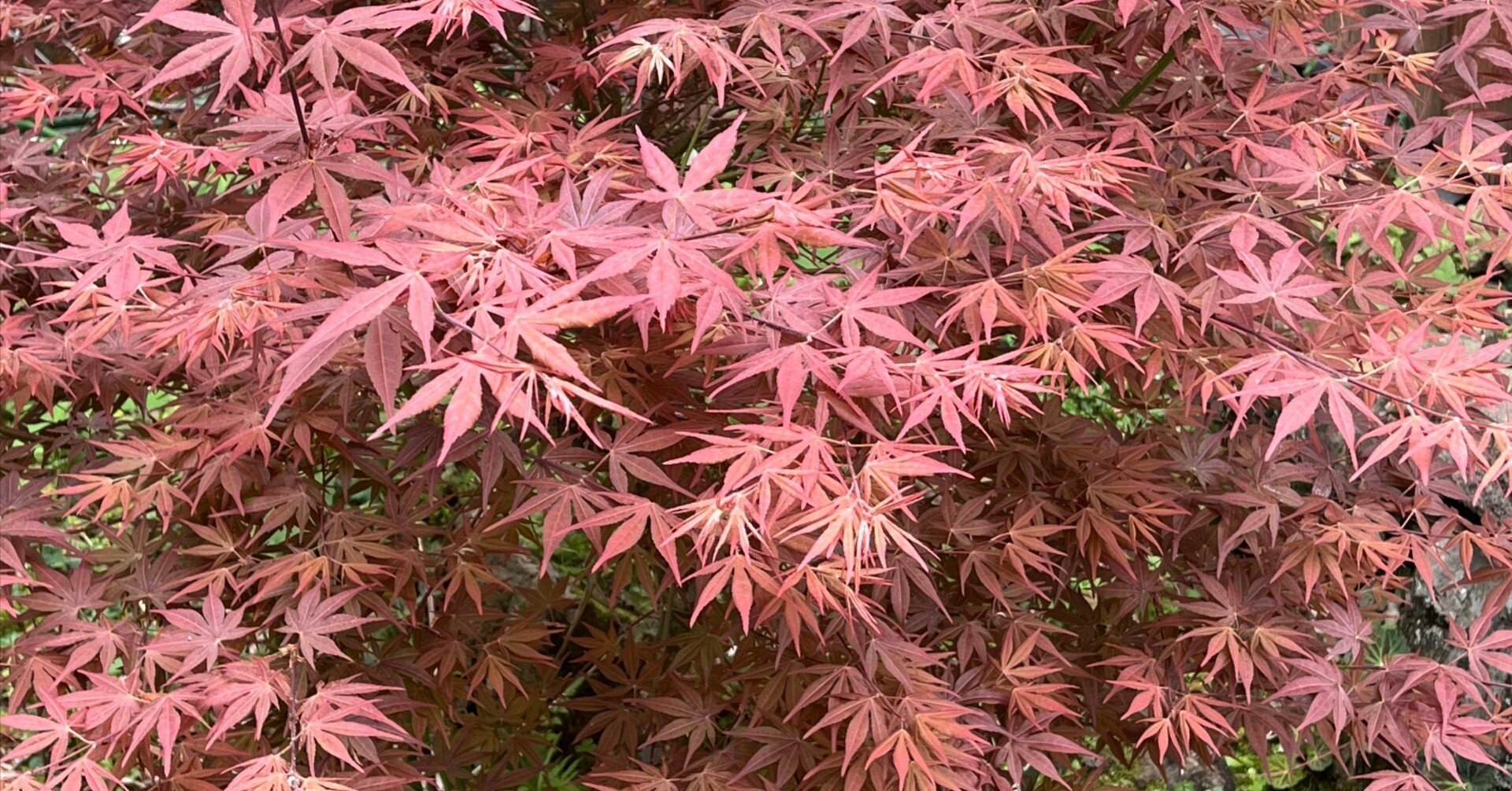 春に紅葉？庭に広がる不思議な赤――野村紅葉との出会い｜おーいおいどん