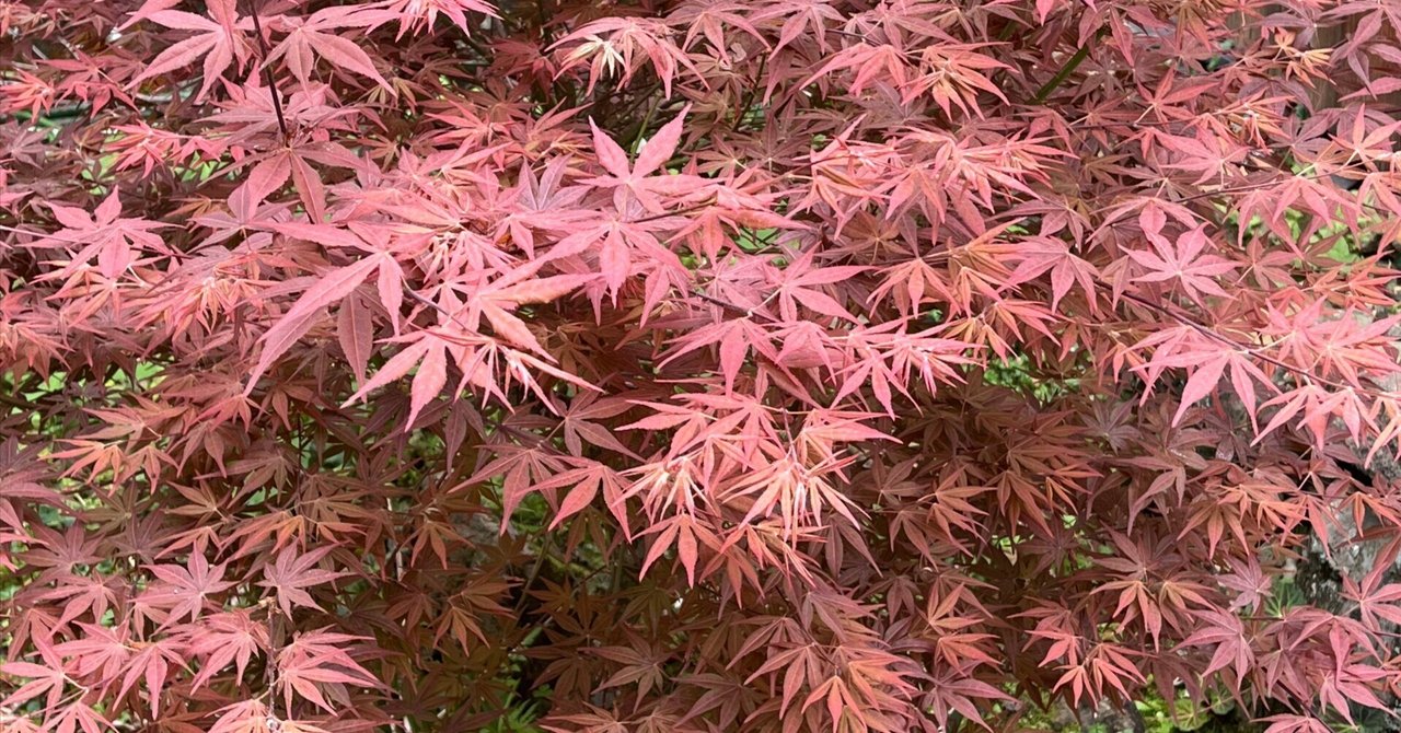 野村紅葉/A351