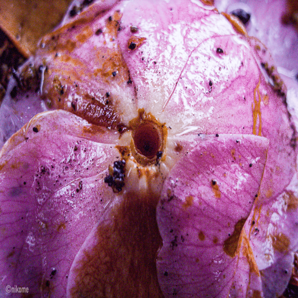 シャッターチャンスを奪うのは“設定の迷い”だった。16年目の再発見