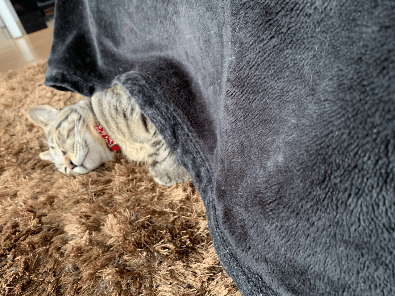 コタツでぽてっと寝てる僕 きじとらのジンとパン Note