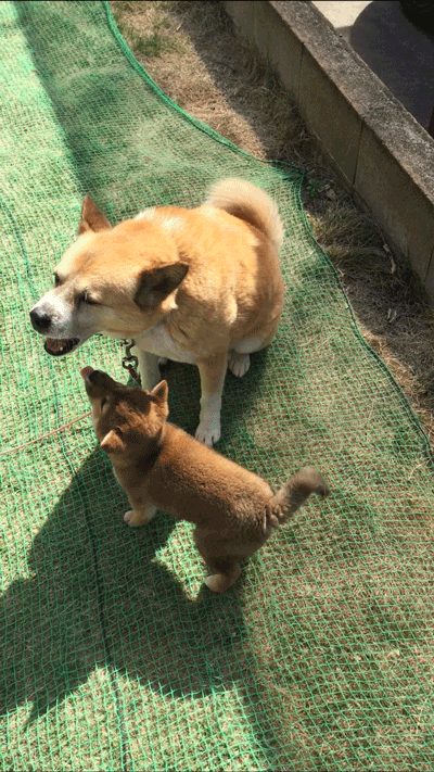 子犬が来た 5 トミヤマジュンコ Note 子犬が来た 5 トミヤマジュンコ Note