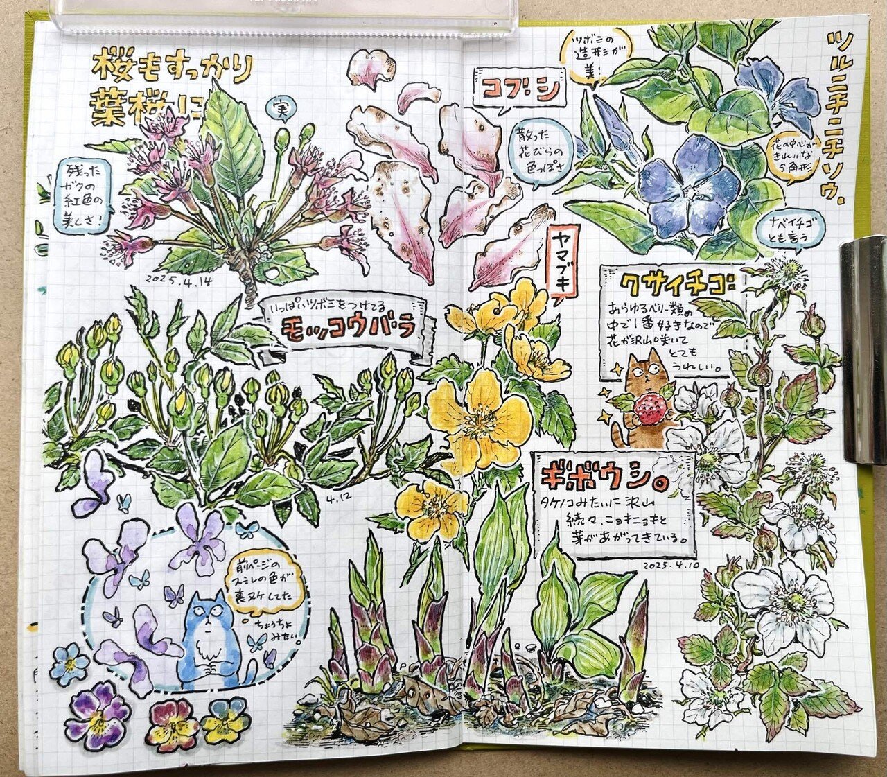 まだまだ続く花盛りのスケッチ。久しぶりのミリペン。｜青井