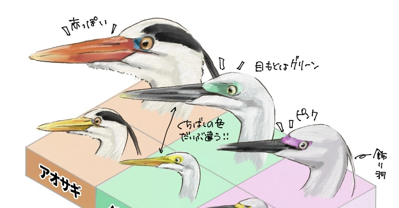 恋をしたサギたちの顔の色の違い｜くますけ｜自然ガイド・クリエイター