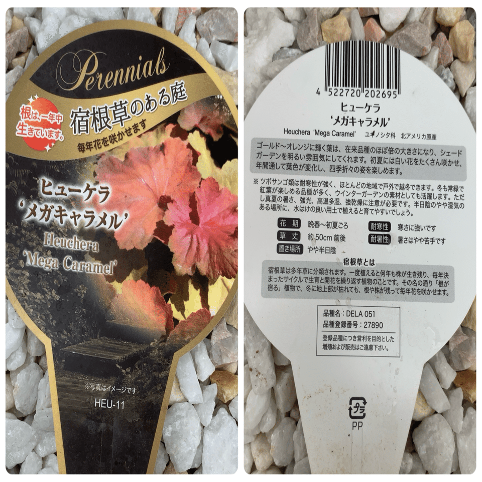 備忘録】ヒューケラ、ゼフィランサス＋庭レポ＋怖い話｜ごご茶