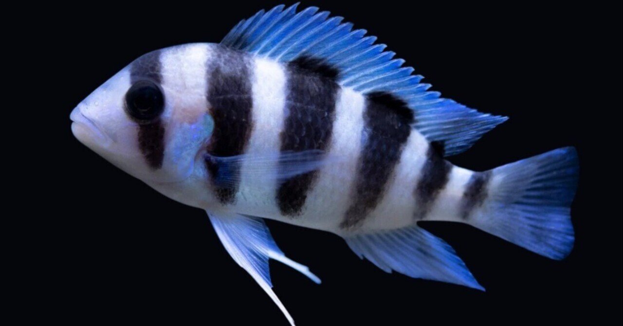 キフォティラピア・フロントーサ｜熱帯魚・アフリカンシクリッドの仲間