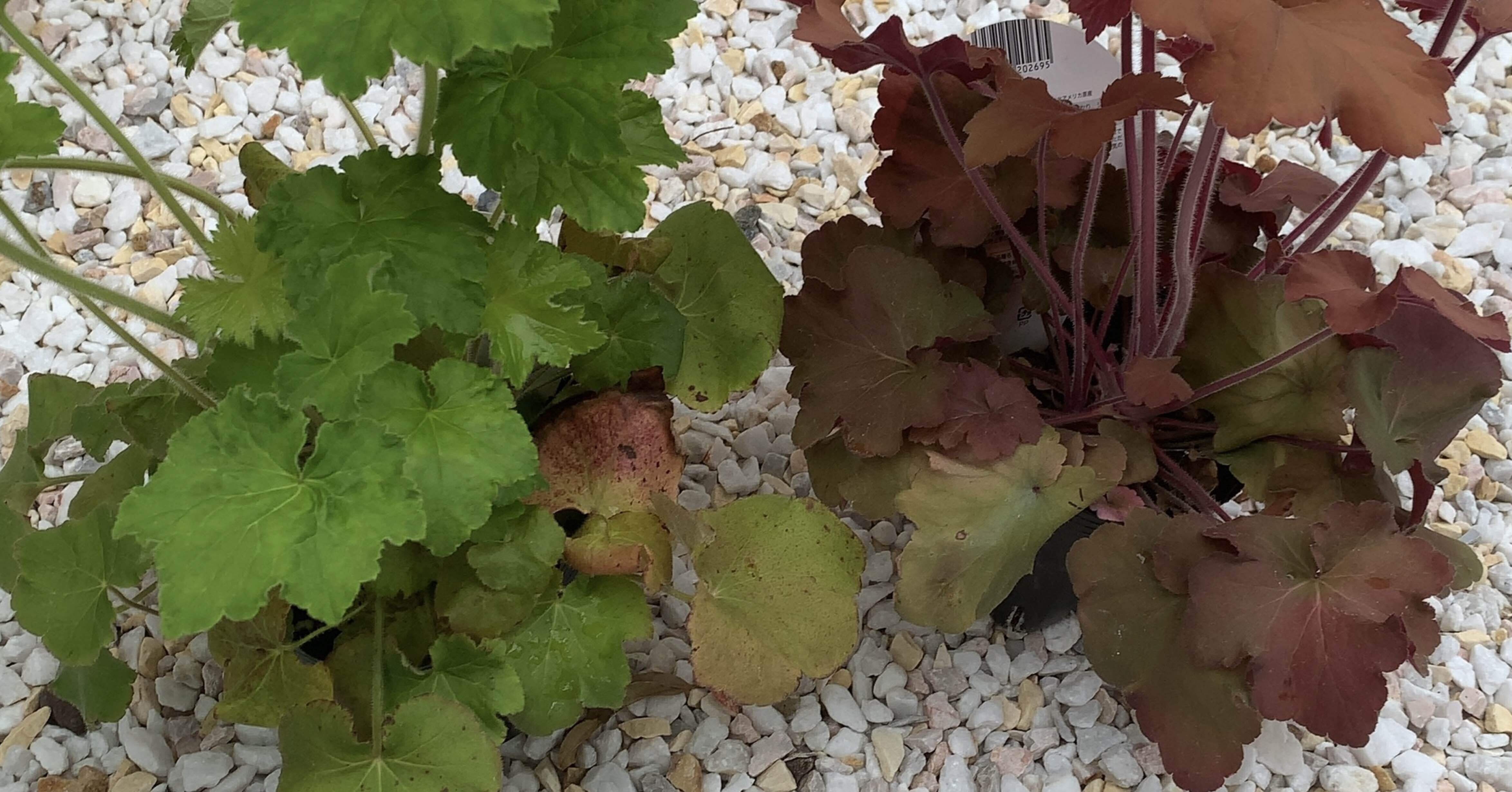 備忘録】ヒューケラ、ゼフィランサス＋庭レポ＋怖い話｜ごご茶