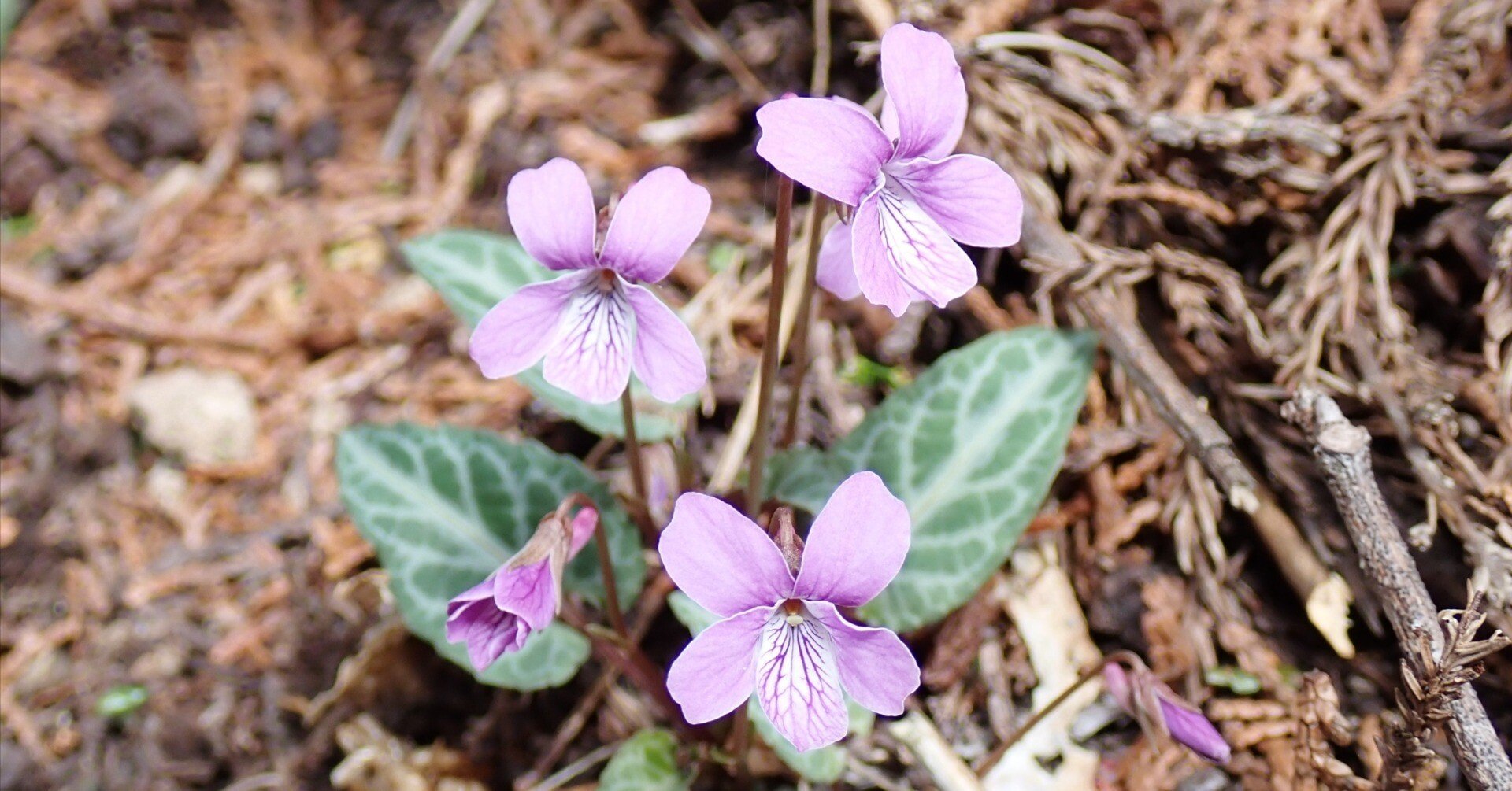 スミレ スミレの同定にチャレンジ！｜ちぐさ研究室