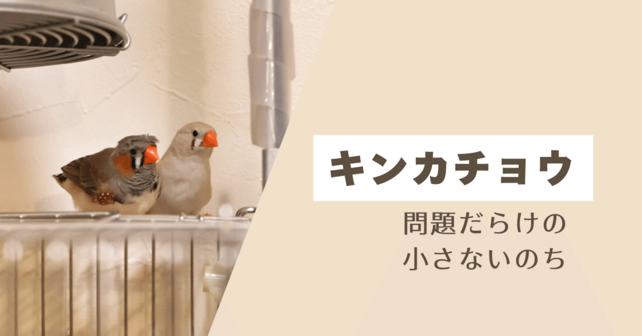 すずめさんとキンカチョウさんのポーチ×2