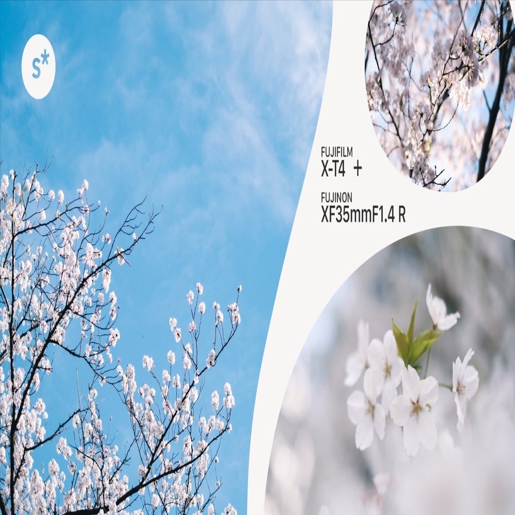 桜 4/20 発売】adidas Originals ZX 8000 “Hanami/Sakura” (アディダス