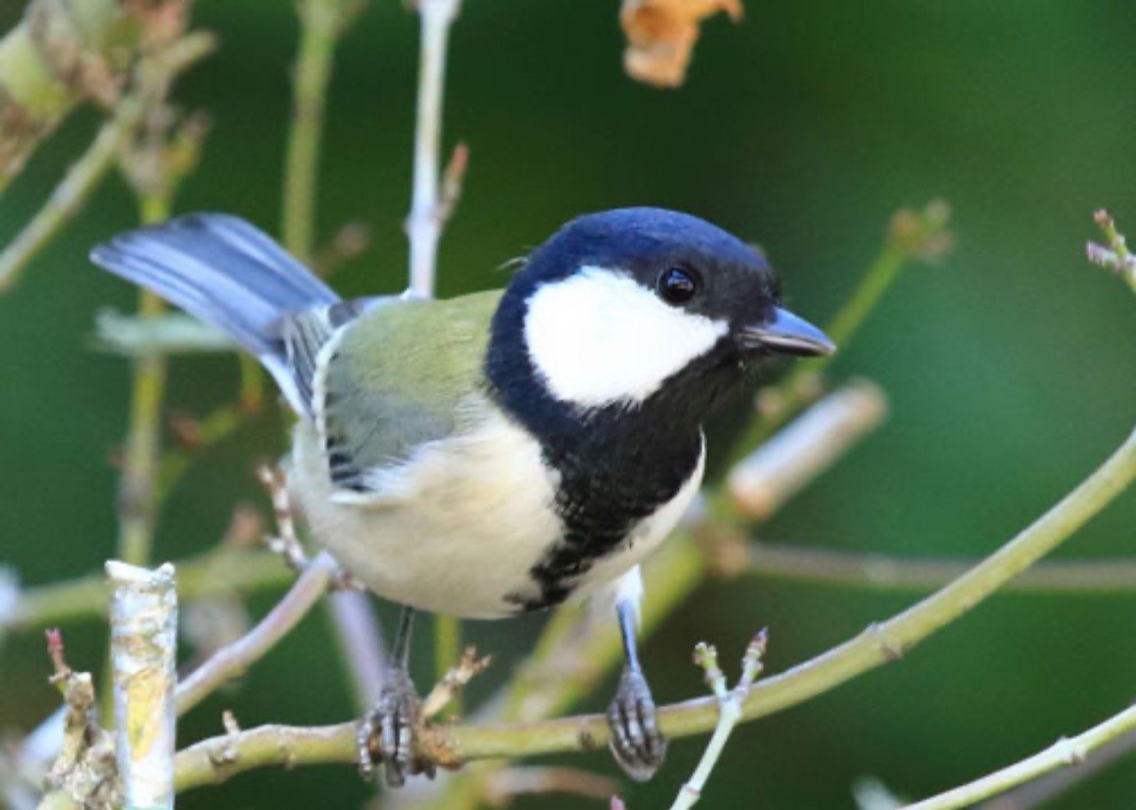 第795回 やっぱりシジュウカラ 9回目 翆野 大地 Note