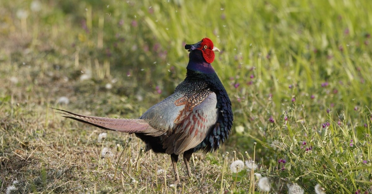 鳥の羽根　キジの翼と足 鳥の羽根 キジの翼と足
