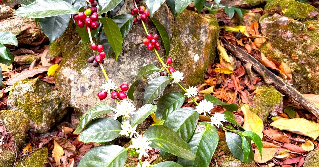赤い実と白い花が同時に…」──その美しさの裏側にある、コーヒー農園