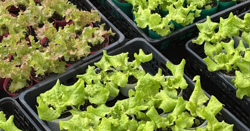 植物ショップが本気で開発した植物育成ライト 植物ショップが本気で開発した植物育成ライト