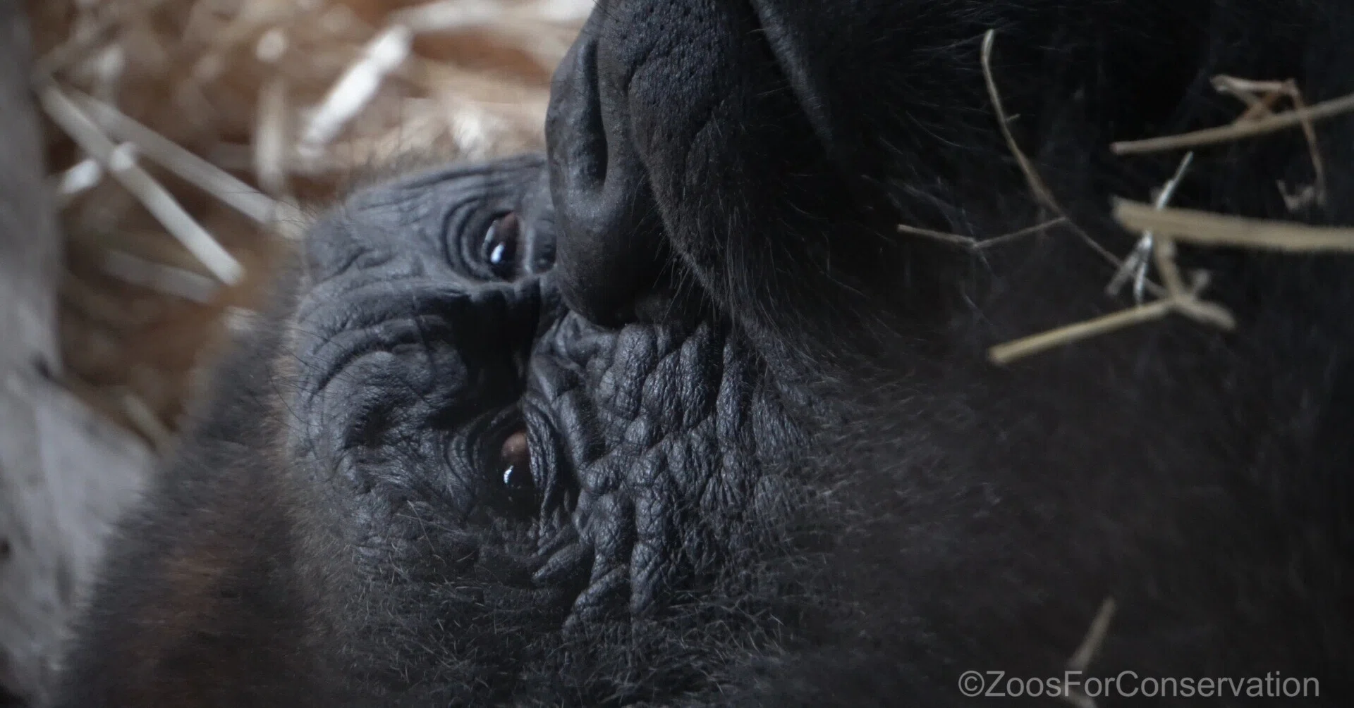 ゴリラの森は少々荒れ模様｜Ueno Zoo 202410d4｜Zoos For Conservation