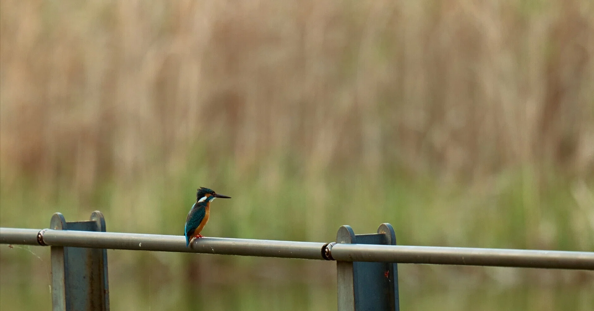 LUMIXで始める野鳥撮影[S5Ⅱ/Sigma150-600mmF5-6.3 DG DN OS]｜にゃん
