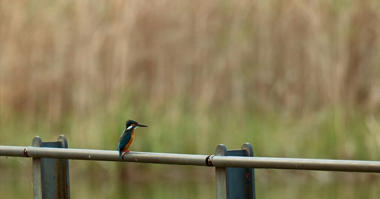 野鳥撮影に！sigma 150-600mm F5-6.3 Sports EF LUMIXで始める野鳥撮影[S5Ⅱ/Sigma150-600mmF5-6.3 DG DN OS