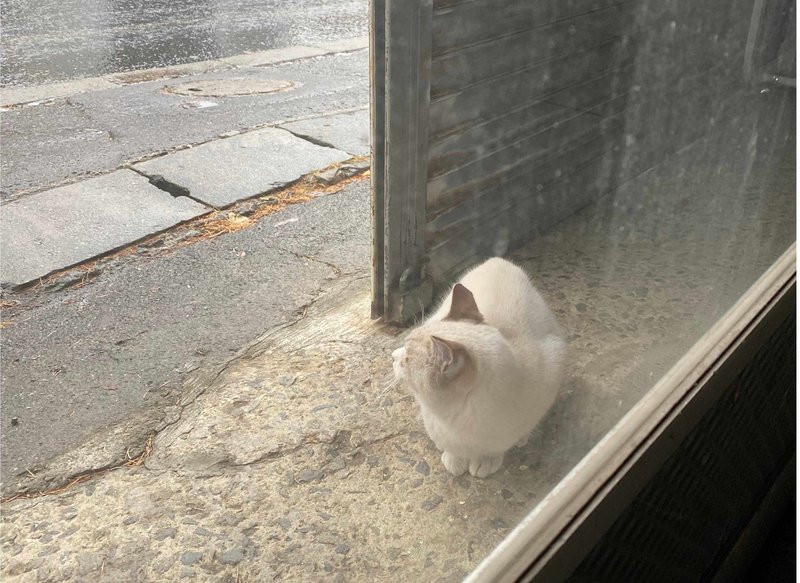 猫を保護した話 1日目 左足骨折発覚 Yumihira Note 猫を保護した話 1日目 左足骨折発覚 Yumihira Note