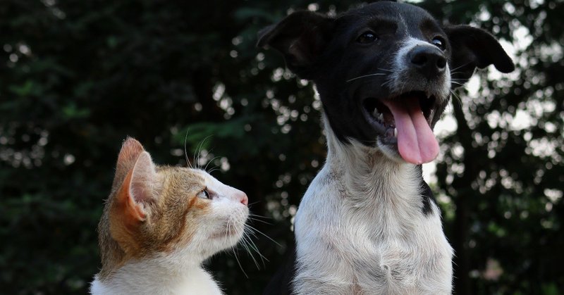 嫌いなあの人が本当の憧れの人 ゆかりん 英語サロン カレッジ オーナー note